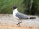 Laughing Gull (Larus atricilla) 