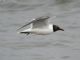 Laughing Gull (Larus atricilla) 