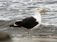 Great Black-backed Gull (Larus marinus)
