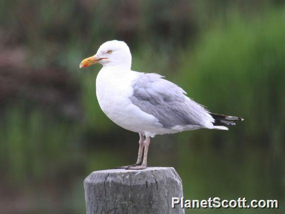 American Herring Gull (Larus smithsonianus) 