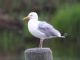 American Herring Gull (Larus smithsonianus) 