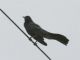 Boat-tailed Grackle (Quiscalus major) 