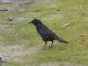 Common Grackle (Quiscalus quiscula) 