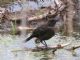 Common Grackle (Quiscalus quiscula) Juvenile