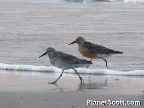 Red Knot (Calidris canutus)