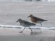 Red Knot (Calidris canutus) 