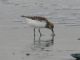 Sanderling (Calidris alba) 