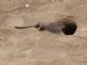 Sand Martin (Riparia riparia) 