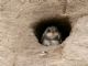 Sand Martin (Riparia riparia) 