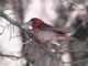 Purple Finch (Haemorhous purpureus) 