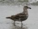 Western Gull (Larus occidentalis) 1st Summer