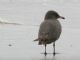 Heermanns Gull (Larus heermanni) 1st Summer