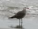 Heermanns Gull (Larus heermanni) Breeding