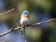 Lazuli Bunting (Passerina amoena) Male