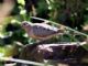 Mourning Dove (Zenaida macroura) 