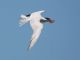 Caspian Tern (Sterna caspia) 