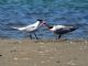 Caspian Tern (Sterna caspia) Adult and Juvenile