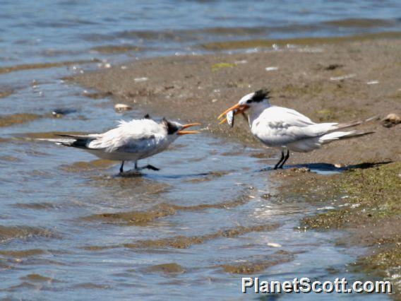 Elegant Tern (Thalasseus elegans)