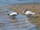 Elegant Tern (Sterna elegans) 