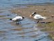 Elegant Tern (Sterna elegans)