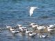 Elegant Tern (Sterna elegans) 