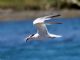 Elegant Tern (Sterna elegans) 