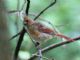 Northern Cardinal (Cardinalis cardinalis) Juvenile