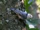 White-breasted Nuthatch (Sitta carolinensis) 