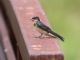 Barn Swallow (Hirundo rustica) 