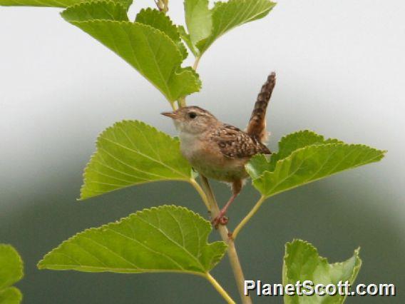 Sedge Wren (Cistothorus stellaris)