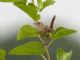 Sedge Wren (Cistothorus platensis) 