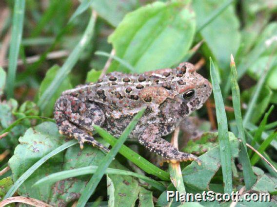 American Toad (Bufo americanus)