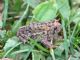 American Toad (Bufo americanus) 