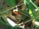 Northern Leopard Frog (Rana pipiens) 