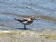 Bairds Sandpiper (Calidris bairdii) 