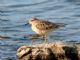 Buff-breasted Sandpiper (Calidris subruficollis) 