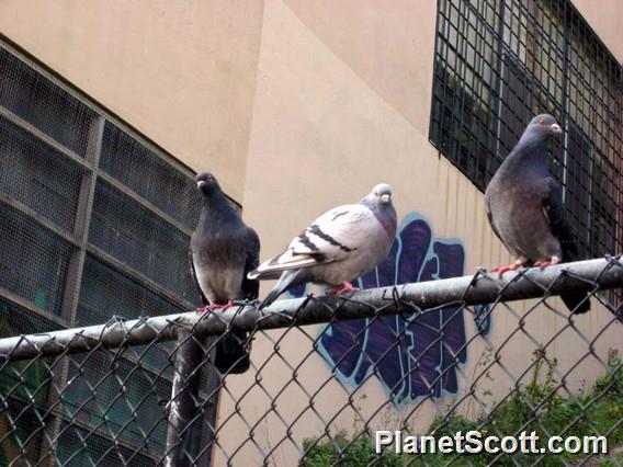 Rock Pigeon (Columba livia)