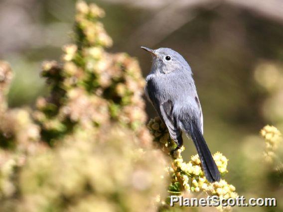 Blue-gray Gnatcatcher (Polioptila caerulea)