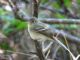 Western Flycatcher (Empidonax difficilis) 