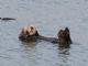 sea otter (Enhydra lutris) 