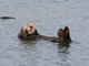 sea otter (Enhydra lutris)
