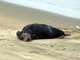 sea otter (Enhydra lutris)