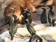 Brandt's Cormorant (Phalacrocorax penicillatus)