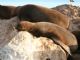 California sea lion (Zalophus californianus) 