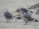 Heermanns Gull (Larus heermanni) 