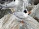 Elegant Tern (Sterna elegans) 