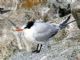 Elegant Tern (Sterna elegans) 