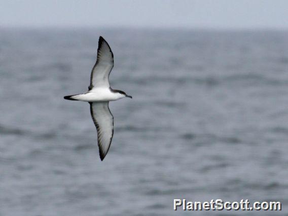 Buller's Shearwater (Ardenna bulleri)