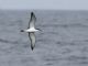 Bullers Shearwater (Ardenna bulleri) 