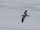 Bullers Shearwater (Ardenna bulleri) 